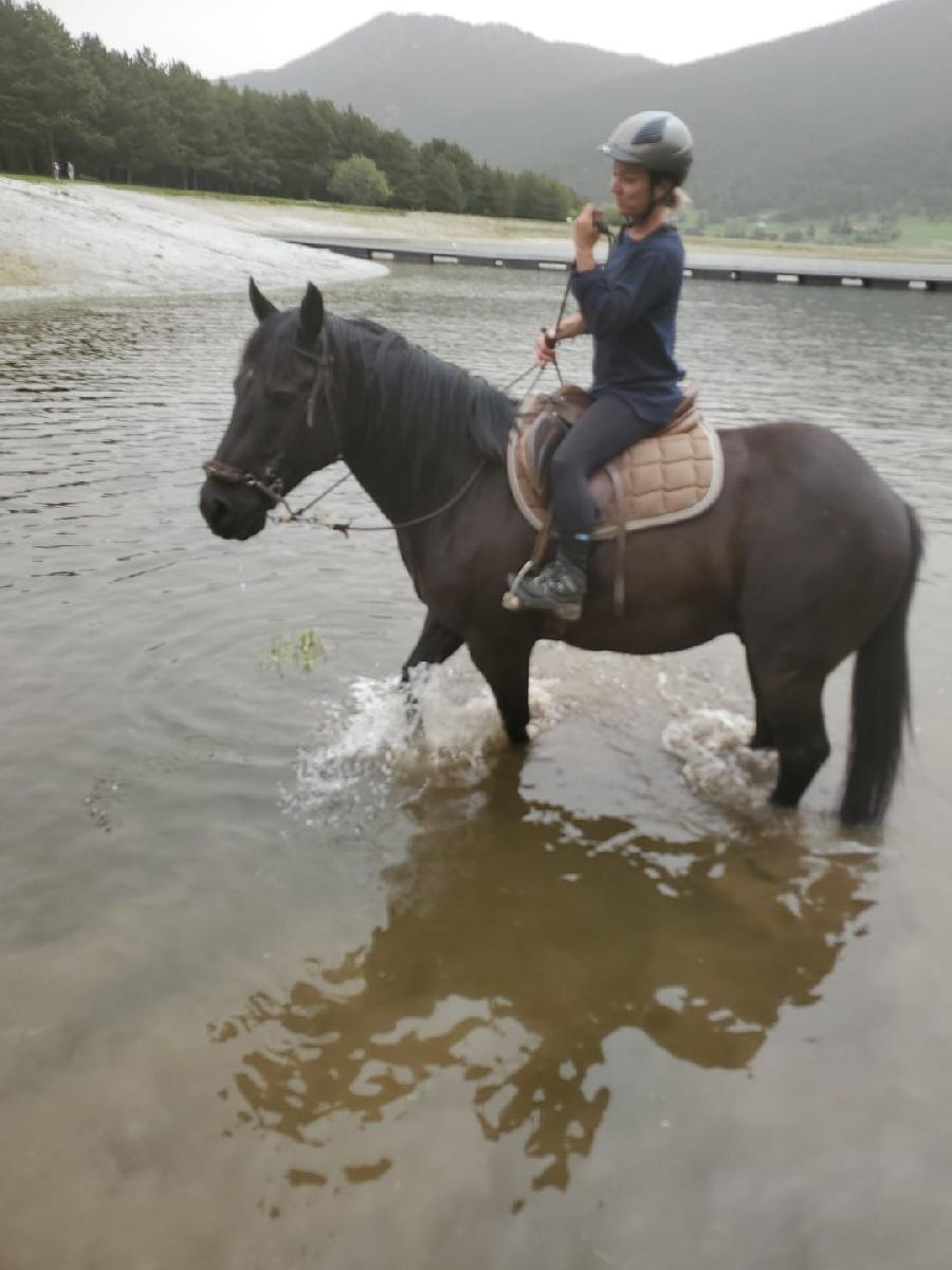 Cheval d' Origine non constate  vendre Les Angles dans les Pyrnes-Orientales photo 4