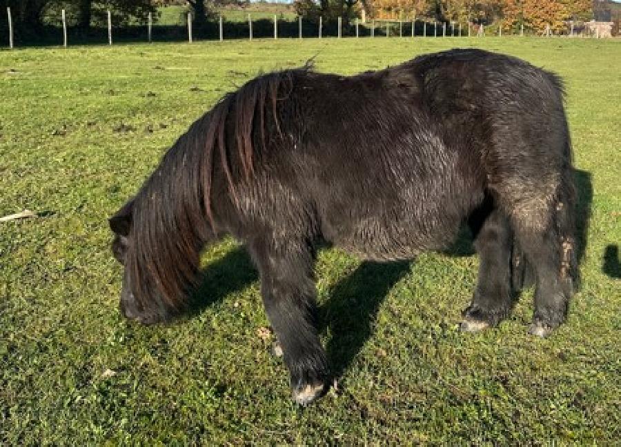 Hongre Shetland  vendre  Plurien Ctes-dArmor