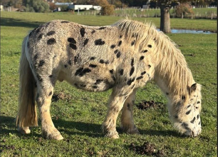 Hongre Origine non constate  vendre  Plurien Ctes-dArmor