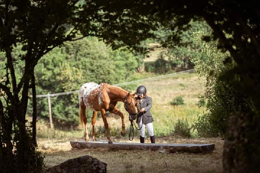 Cheval Origine constate  vendre Saint-Christophe-en-Bourbonnais dans l'Allier photo 2