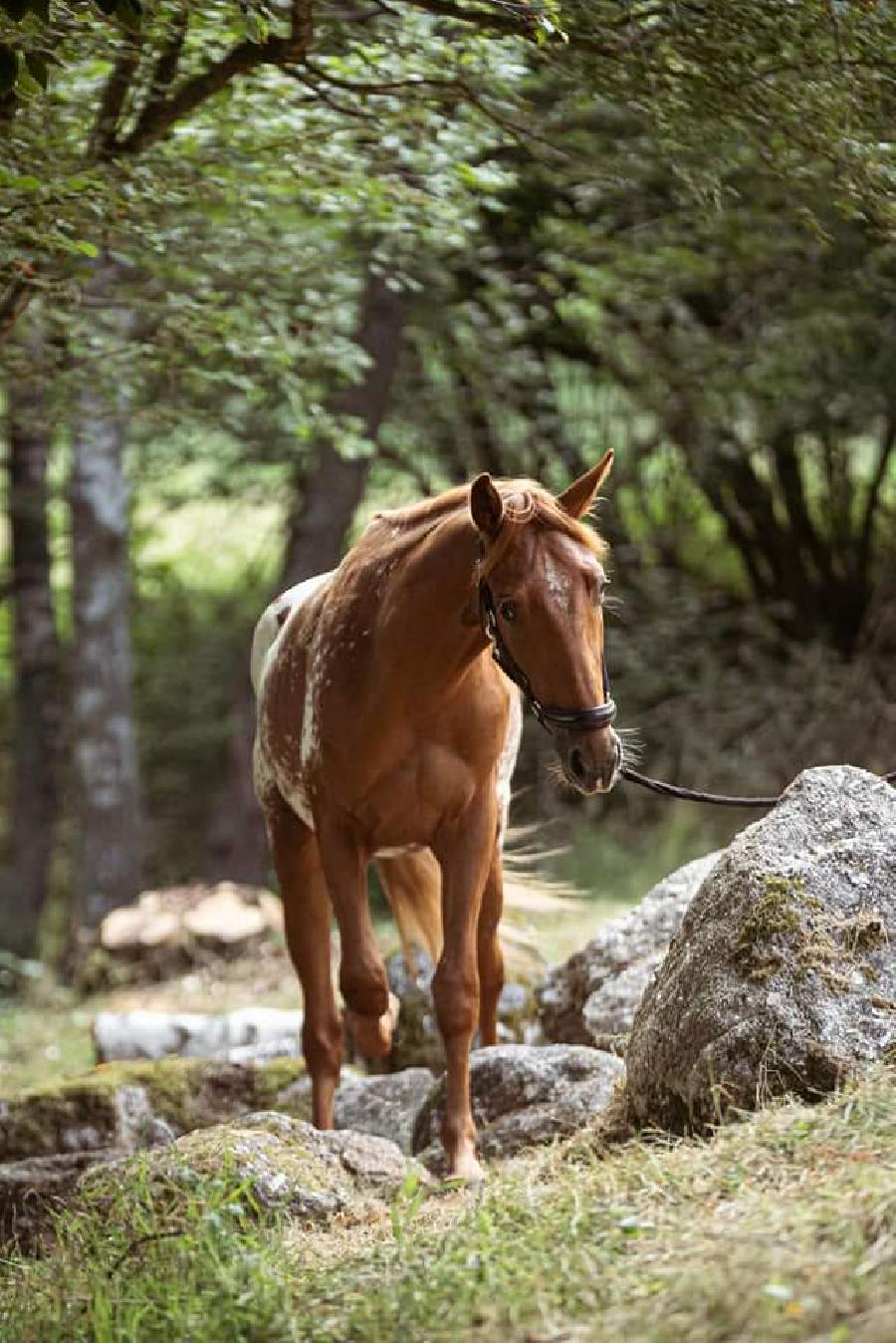 Cheval Origine constate  vendre Saint-Christophe-en-Bourbonnais dans l'Allier photo 3