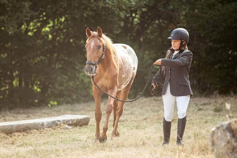 Cheval Origine constate  vendre Saint-Christophe-en-Bourbonnais dans l'Allier photo 4