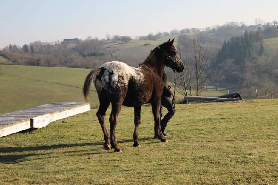 Cheval Origine constate  vendre Saint-Christophe-en-Bourbonnais dans l'Allier photo 2