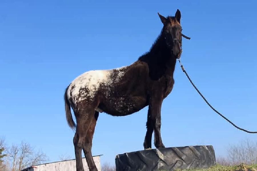 Cheval Origine constate  vendre Saint-Christophe-en-Bourbonnais dans l'Allier photo 3