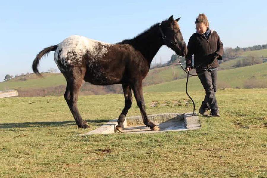 Cheval Origine constate  vendre Saint-Christophe-en-Bourbonnais dans l'Allier photo 4