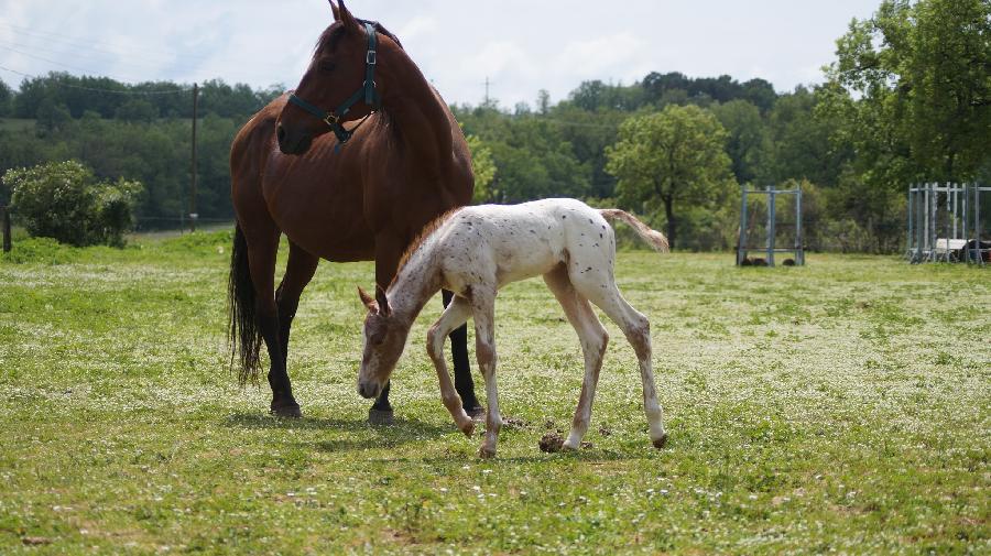 Poulain Appaloosa  vendre  Saint-Beauzile Tarn