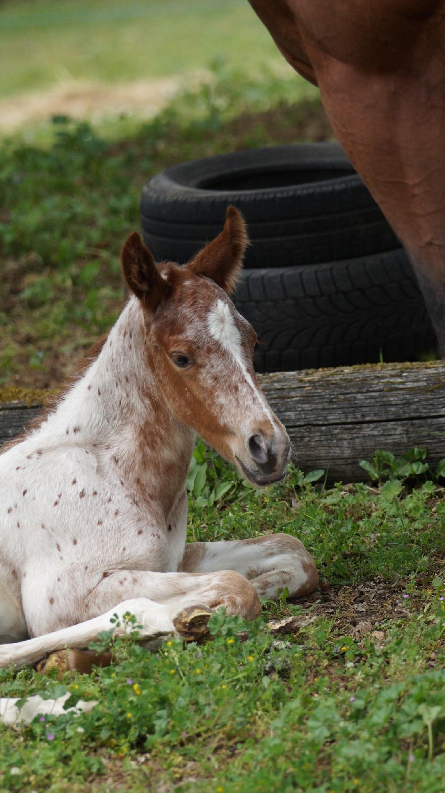 Cheval Appaloosa  vendre Saint-Beauzile dans le Tarn photo 2