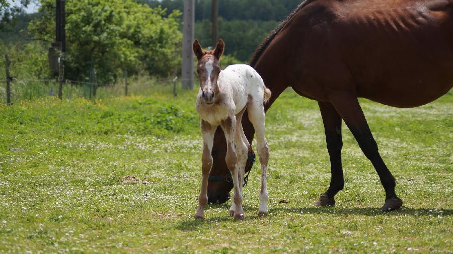 Cheval Appaloosa  vendre Saint-Beauzile dans le Tarn photo 3