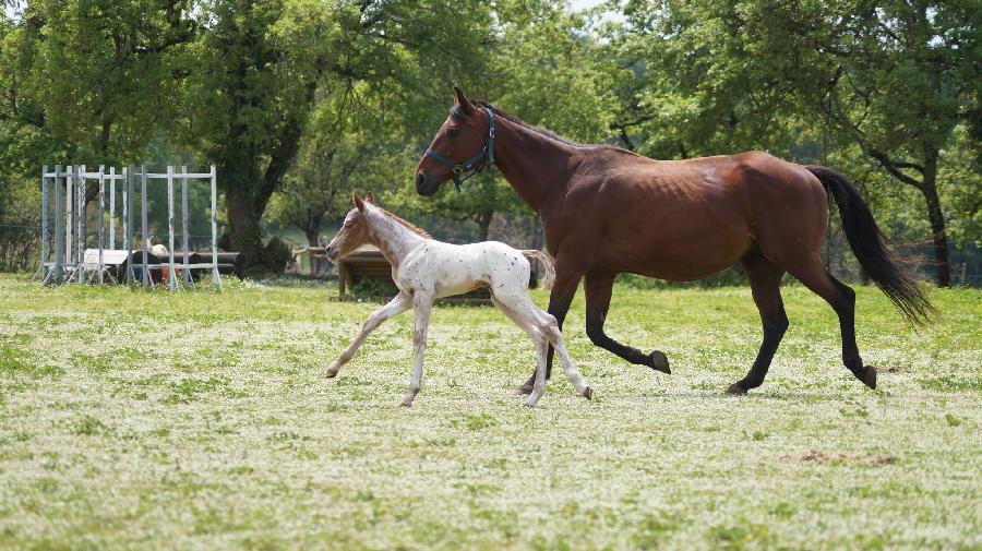 Cheval Appaloosa  vendre Saint-Beauzile dans le Tarn photo 4