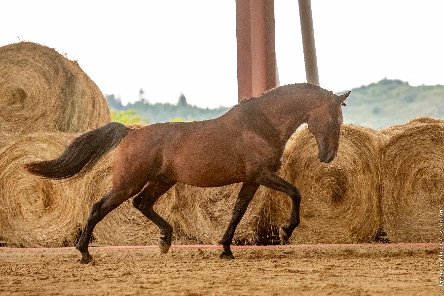 Cheval Lusitanien  vendre Cenves dans le Rhne photo 2