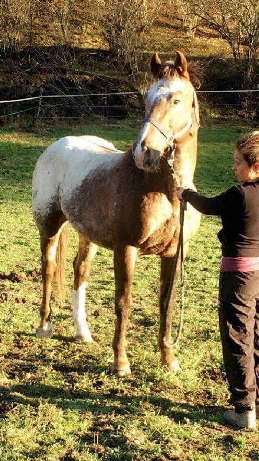 Etalon Appaloosa  Saint-Christophe-en-Bourbonnais Allier