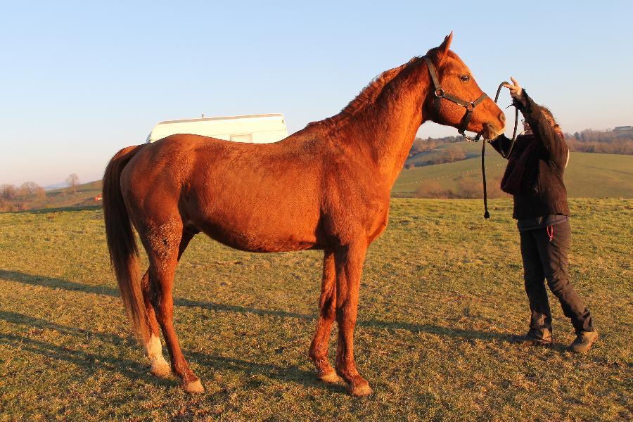 Cheval Arabe  vendre Saint-Christophe-en-Bourbonnais dans l'Allier photo 2