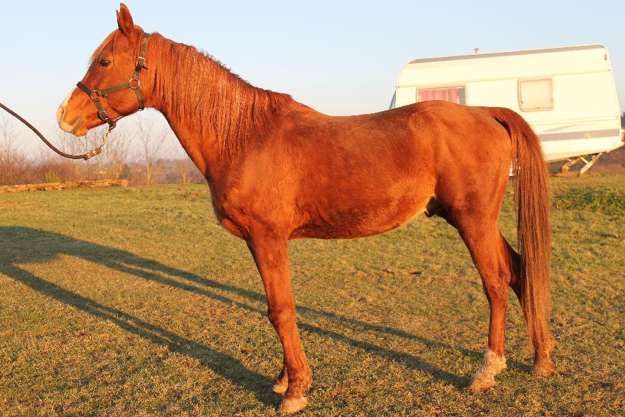 Cheval Arabe  vendre Saint-Christophe-en-Bourbonnais dans l'Allier photo 3