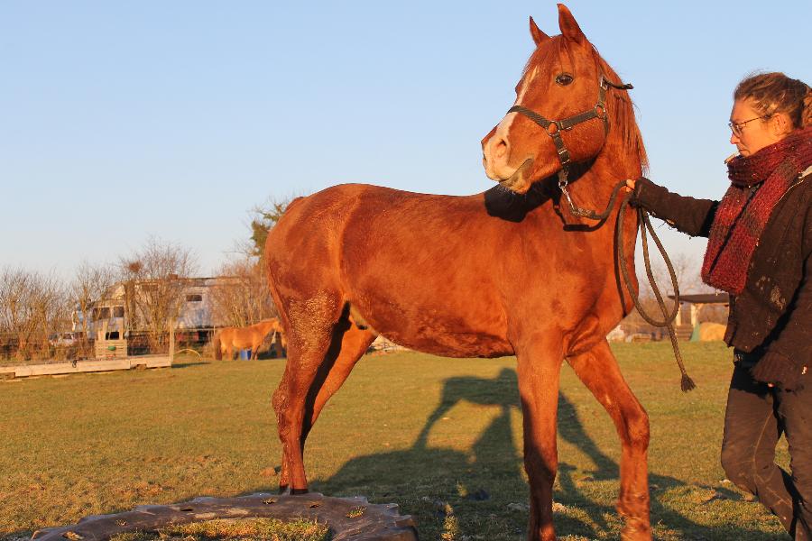 Cheval Arabe  vendre Saint-Christophe-en-Bourbonnais dans l'Allier photo 4