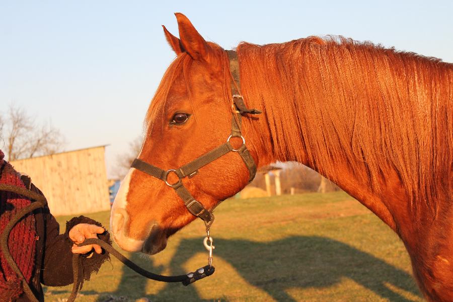 Cheval Arabe  vendre Saint-Christophe-en-Bourbonnais dans l'Allier photo 5