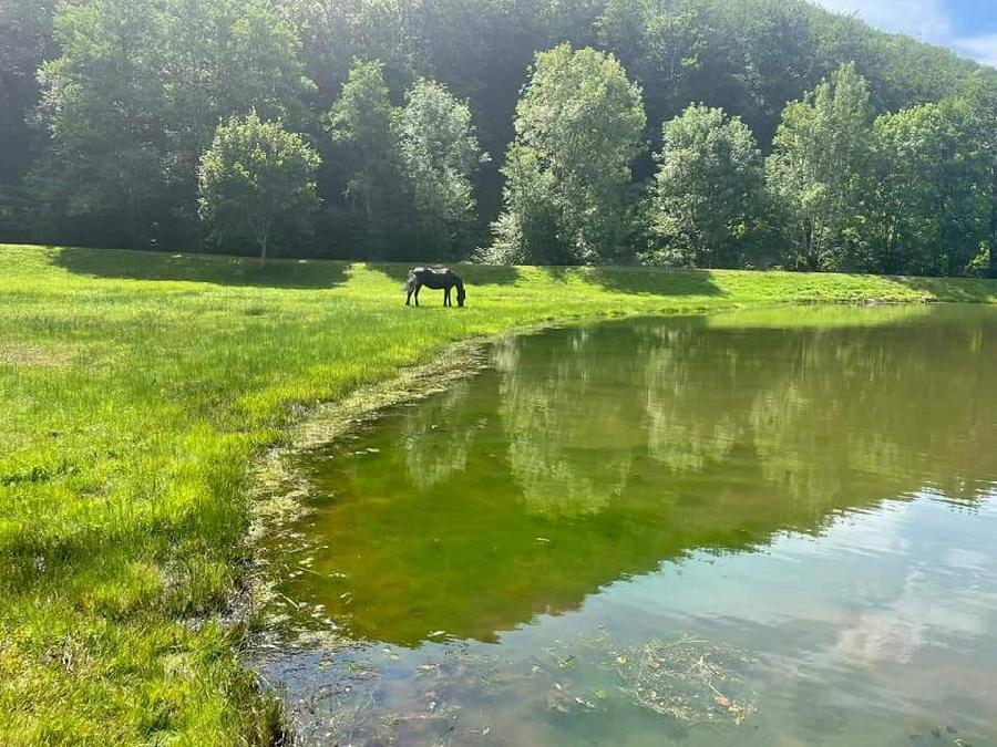 Gite equestre cheval Polminhac dans le Cantal  photo 4