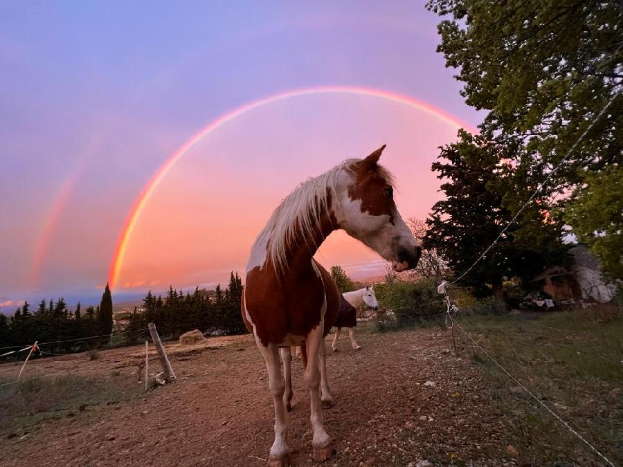 Gite equestre cheval Forcalquier dans les Alpes de Haute-Provence  photo 2