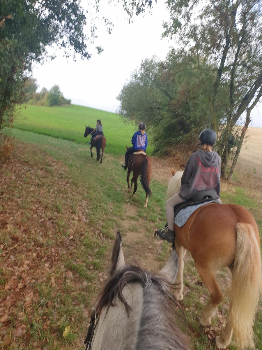 Gite equestre cheval Teyssode dans le Tarn  photo 6