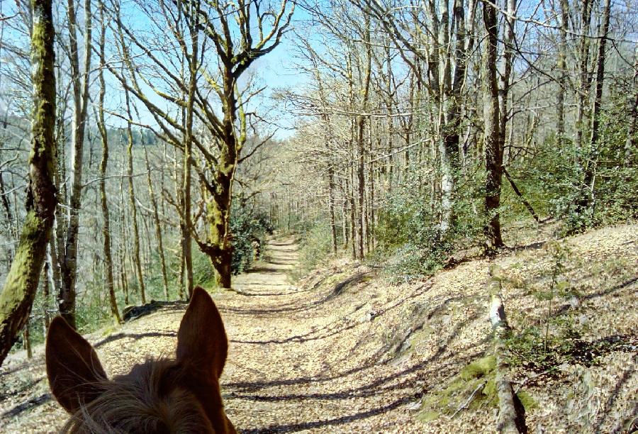 Gite equestre cheval Chaumeil en Corrèze  photo 3