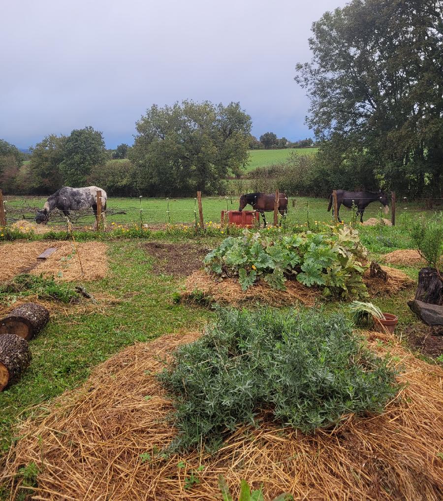 Gite equestre cheval Pampelonne dans le Tarn  photo 2