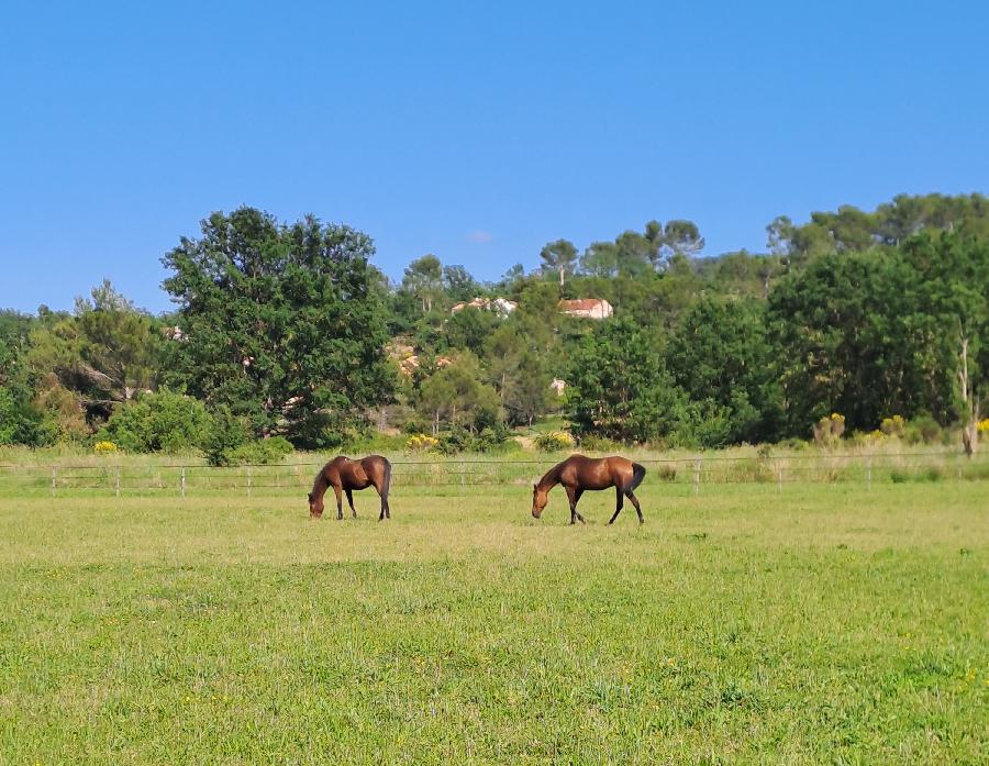 Gite equestre cheval Noules dans le Var  photo 3