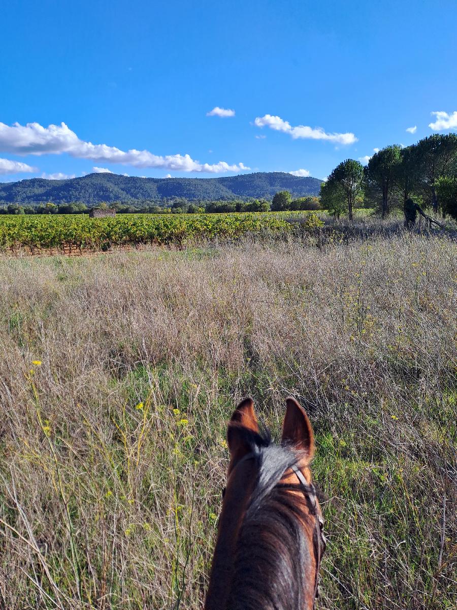 Gite equestre cheval Noules dans le Var  photo 6