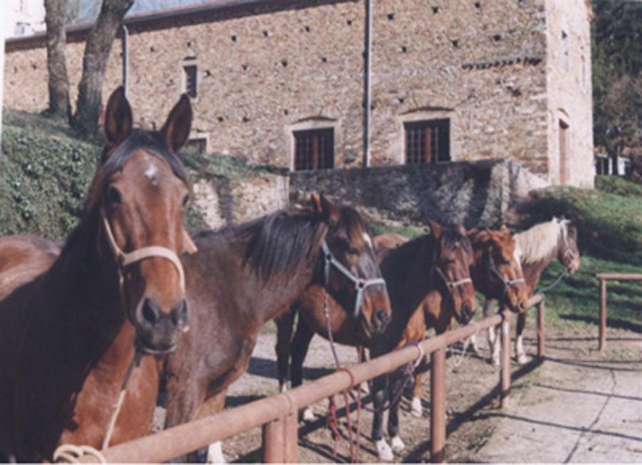Gite equestre cheval Mont-Roc dans le Tarn  photo 5