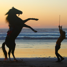 logo Horse Adventure Essaouira