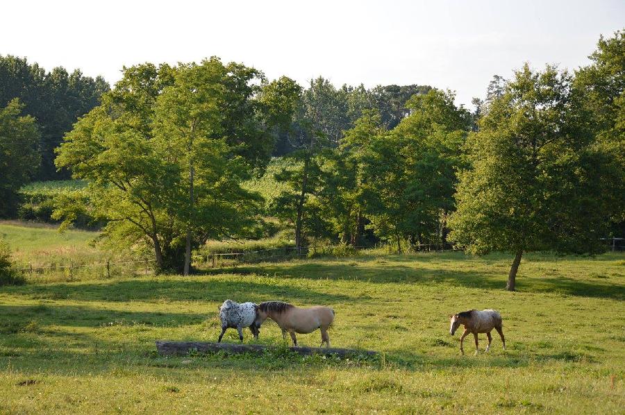pension cheval  Cravencres Gers Pays d'Armagnac