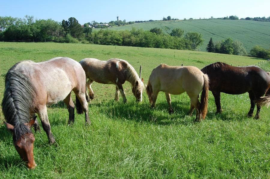 pension cheval à Marmande Lot-et-Garonne PNR de Millevaches en Limousin