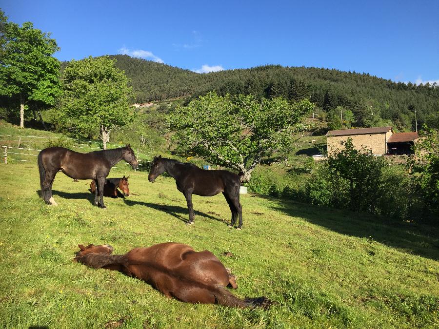 pension cheval à Satillieu Ardèche Ardèche Verte