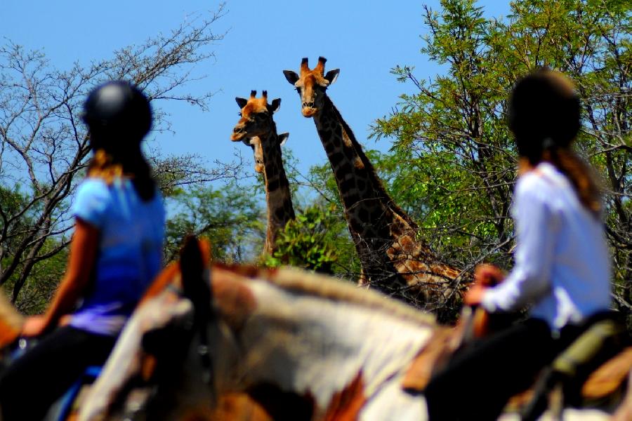 Voyage à cheval AFRIQUE DU SUD 