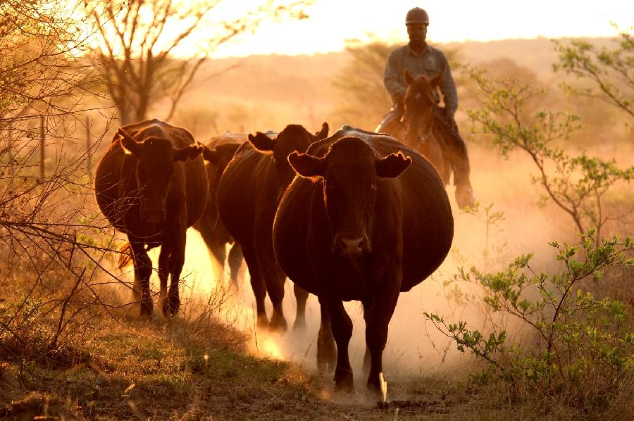 Voyage à cheval AFRIQUE DU SUD  photo 4