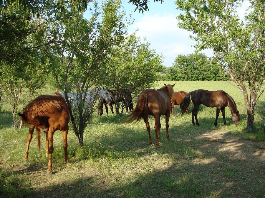 site de rencontre chevaux