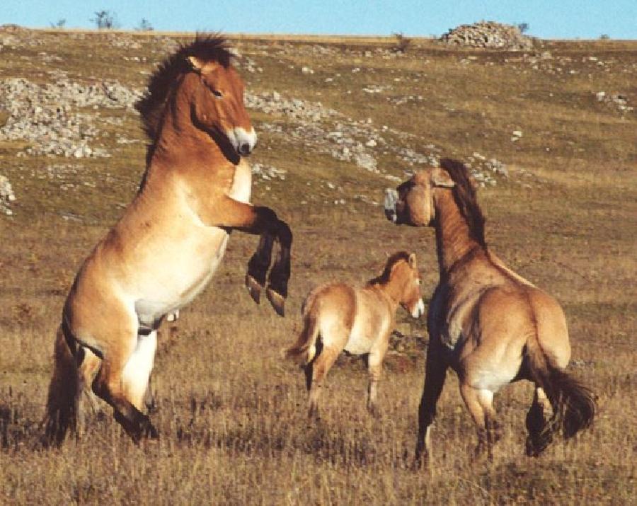 sejour Loz�re PNR des Grands Causses