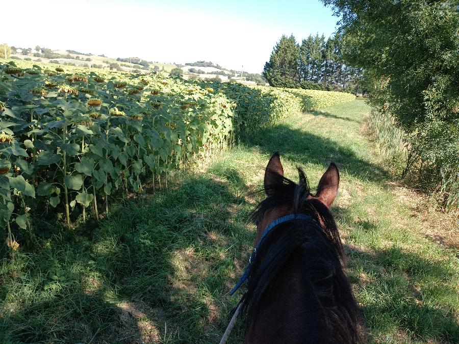 sejour Tarn  photo 4