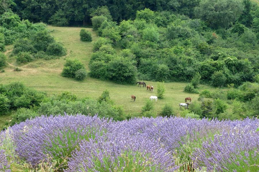 sejour Haute-Garonne 