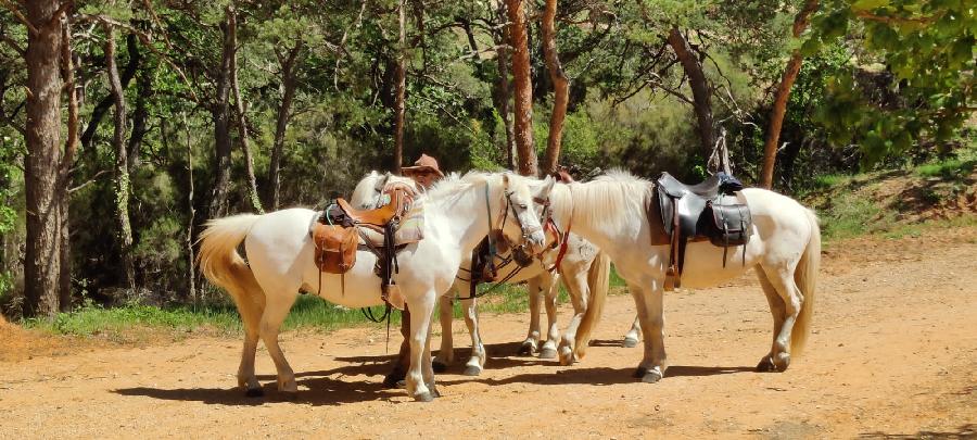 sejour Vaucluse Luberon photo 4