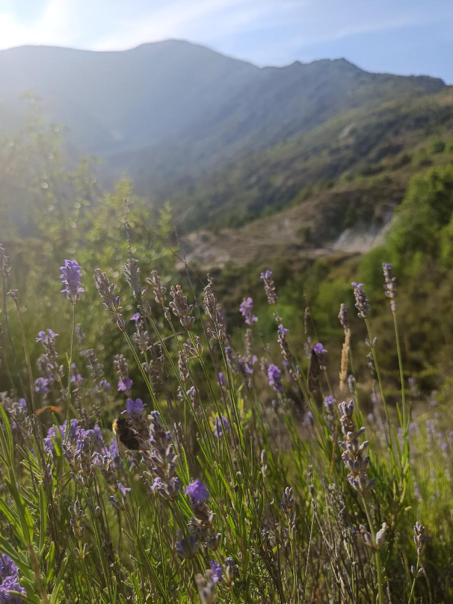 sejour Alpes de Haute-Provence  photo 3