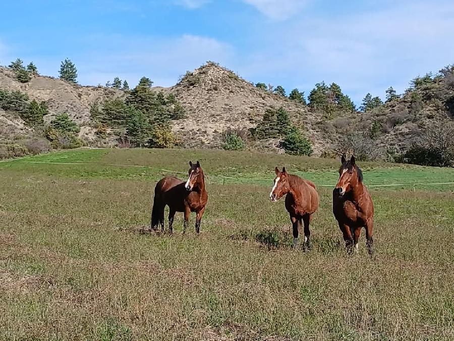 Stage quitation Hautes-Alpes PNR des Baronnies Provenales photo 2