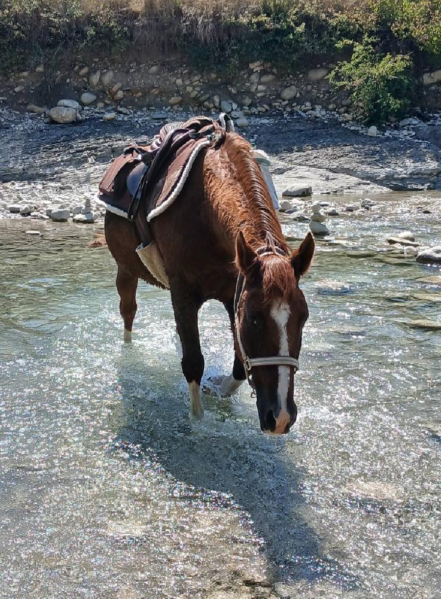 sejour Hautes-Alpes PNR des Baronnies Proven�ales photo 6