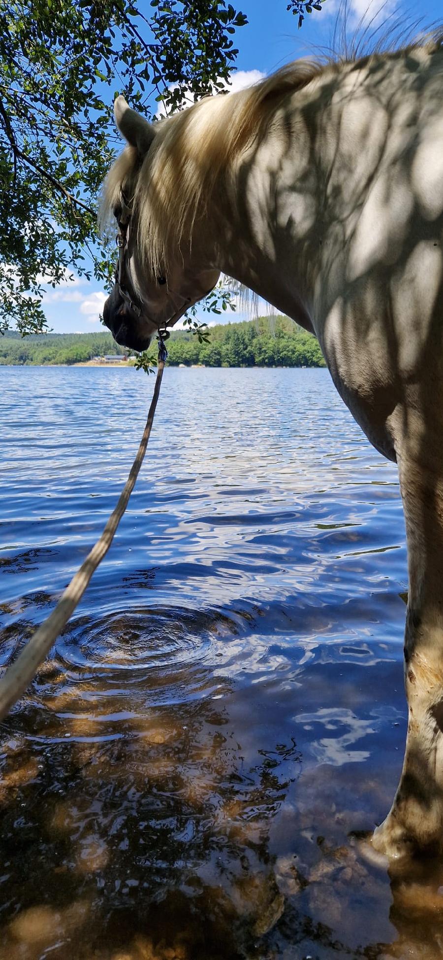 sejour Tarn PNR du Haut-Languedoc photo 6