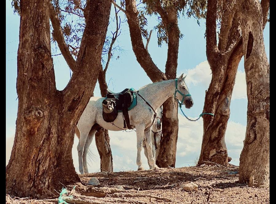 Voyage  cheval MAROC  photo 5