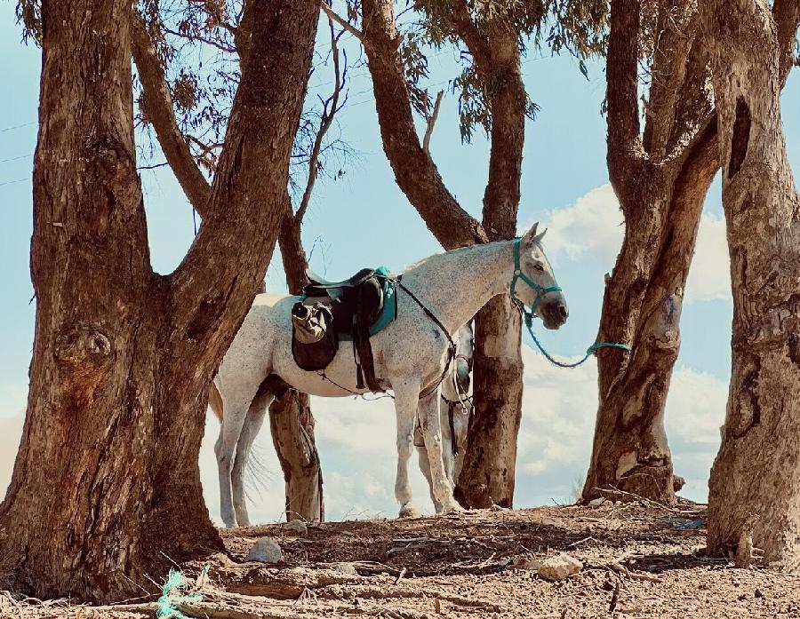 Sjour questre MAROC  photo 5