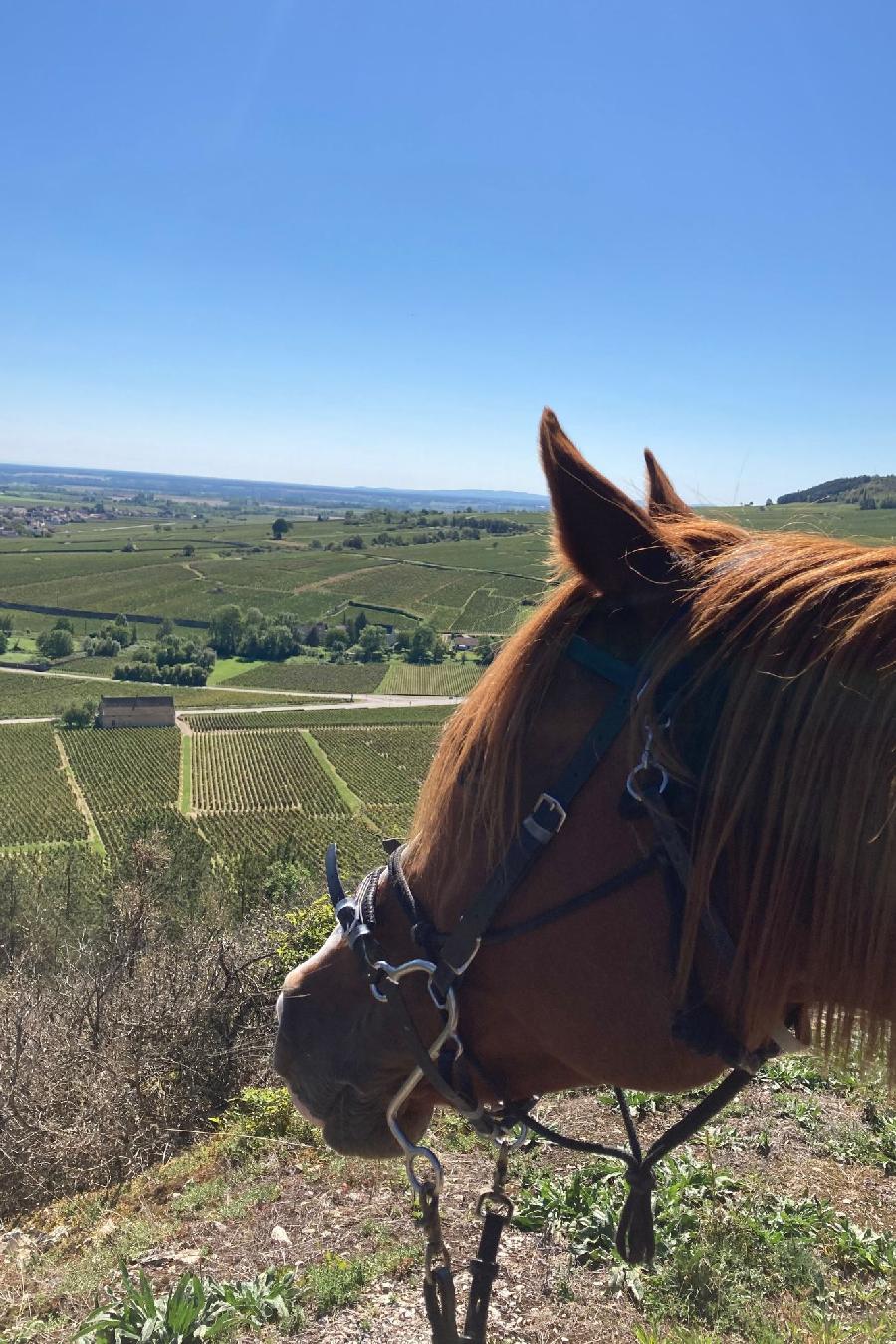 Randonne questre Cte-dOr Bourgogne photo 5