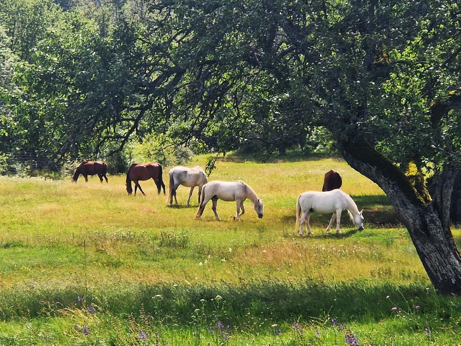 Randonne questre Tarn Gaillacois photo 2