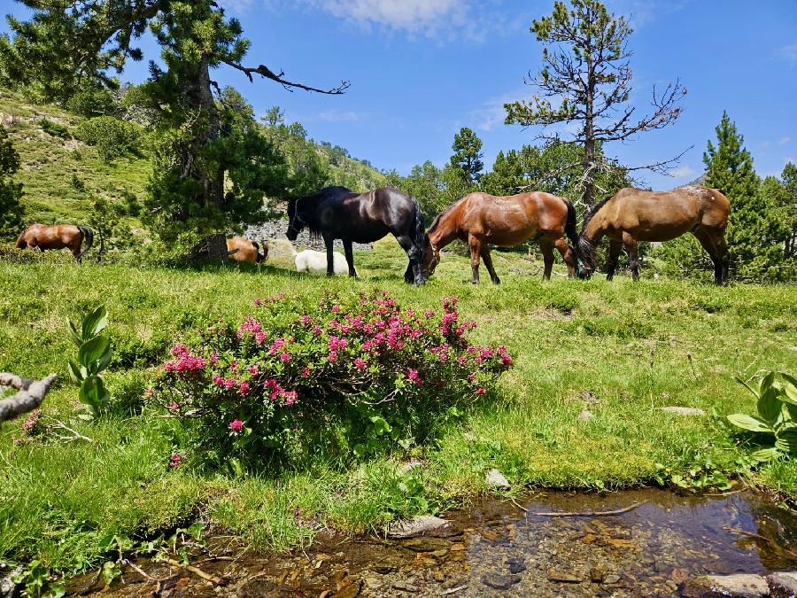 sejour Pyr�n�es-Orientales Pyr�n�es photo 3