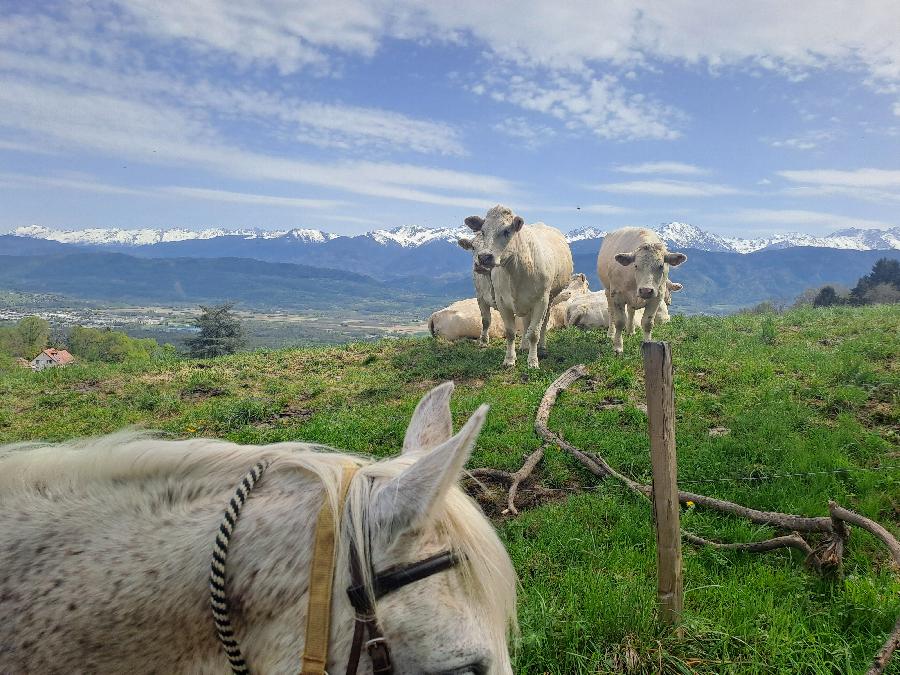 sejour Is�re Massif de la Chartreuse photo 3