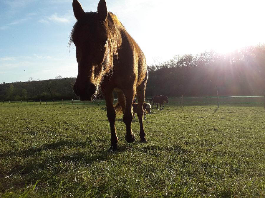 sejour Dordogne P�rigord photo 2