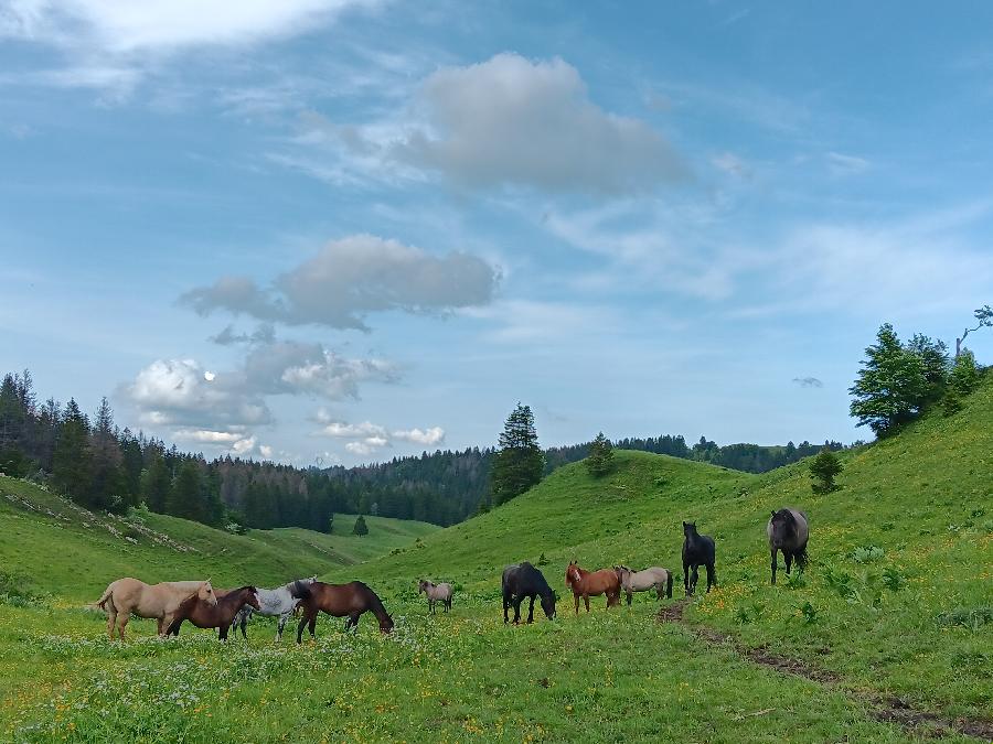 sejour Jura PNR du Haut-Jura photo 4